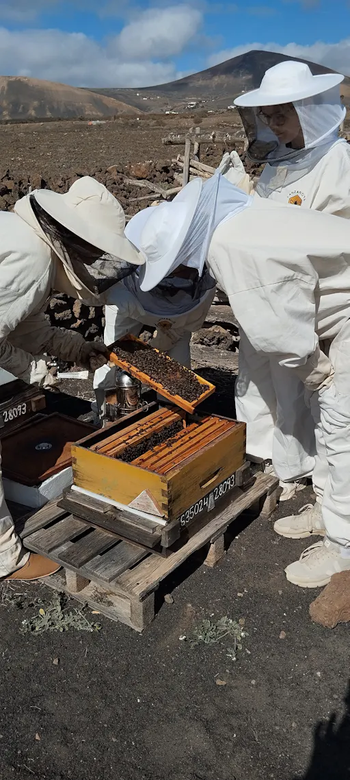 Beekeeping tour with honey tasting in Lanzarote