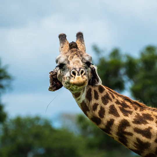 Mikumi National Park private one-day safari with flights