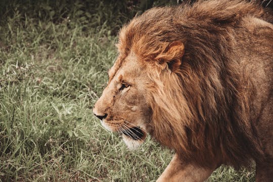 Nyerere National Park private one-day safari with flights