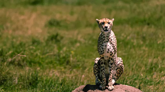 Serengeti National Park private two-day safari with night game drive