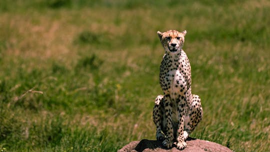Serengeti National Park private two-day safari with night game drive