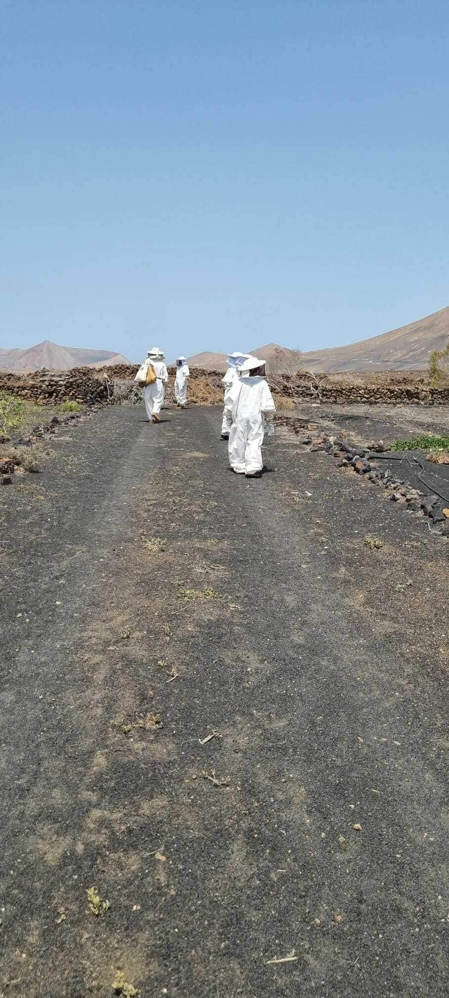 Beekeeping tour with honey tasting in Lanzarote