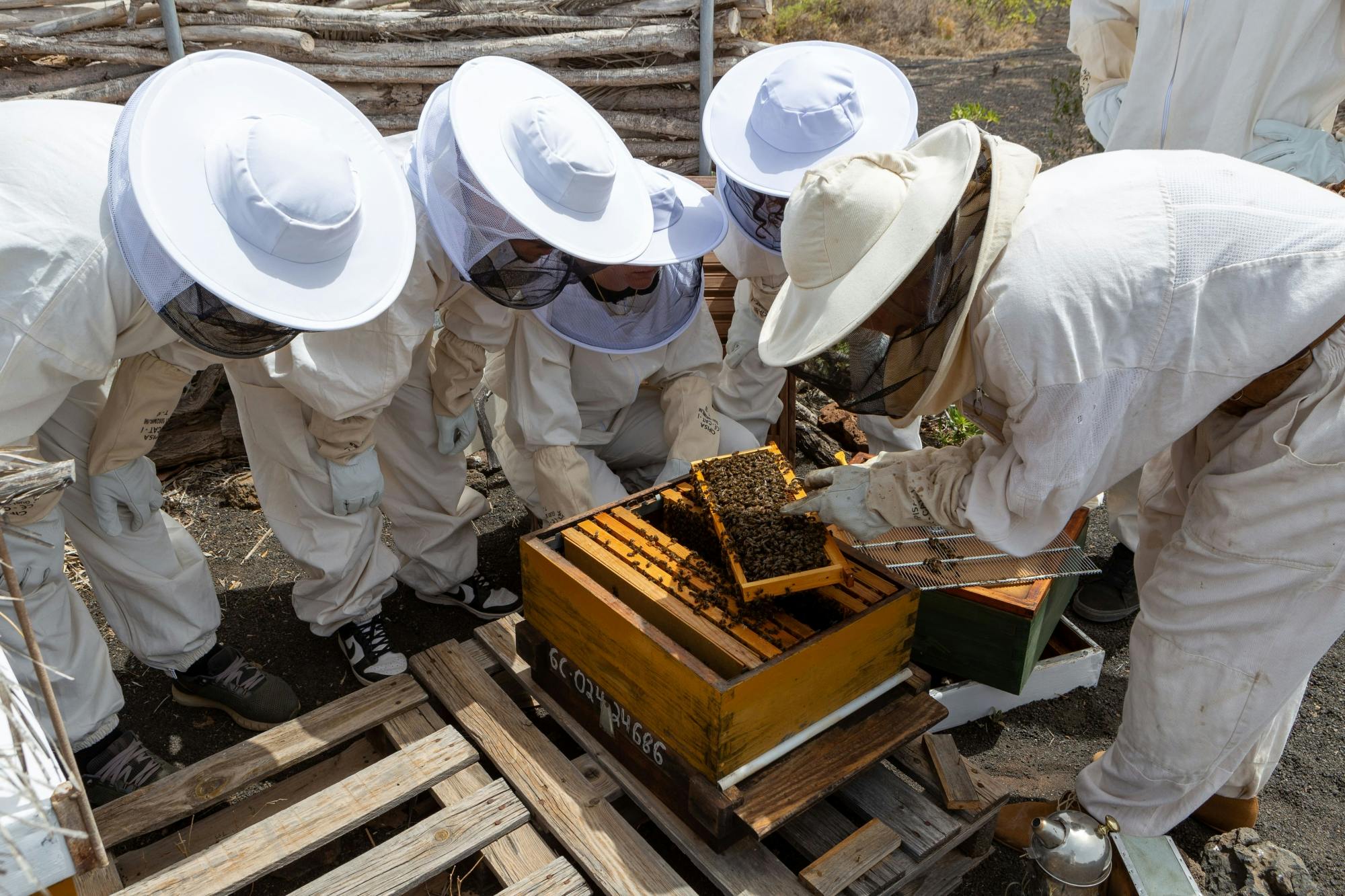 Beekeeping tour with honey tasting in Lanzarote