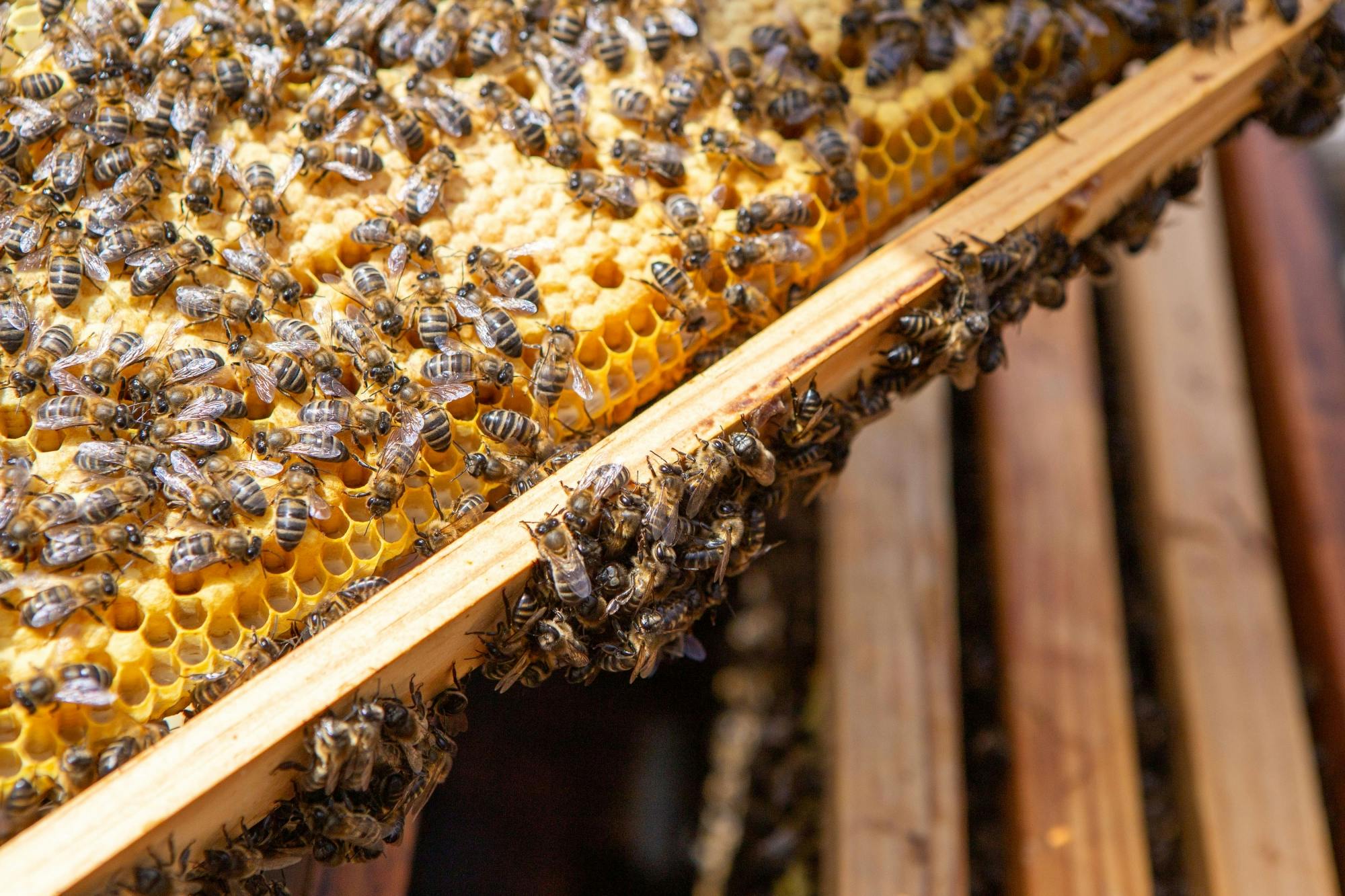 Beekeeping tour with honey tasting in Lanzarote