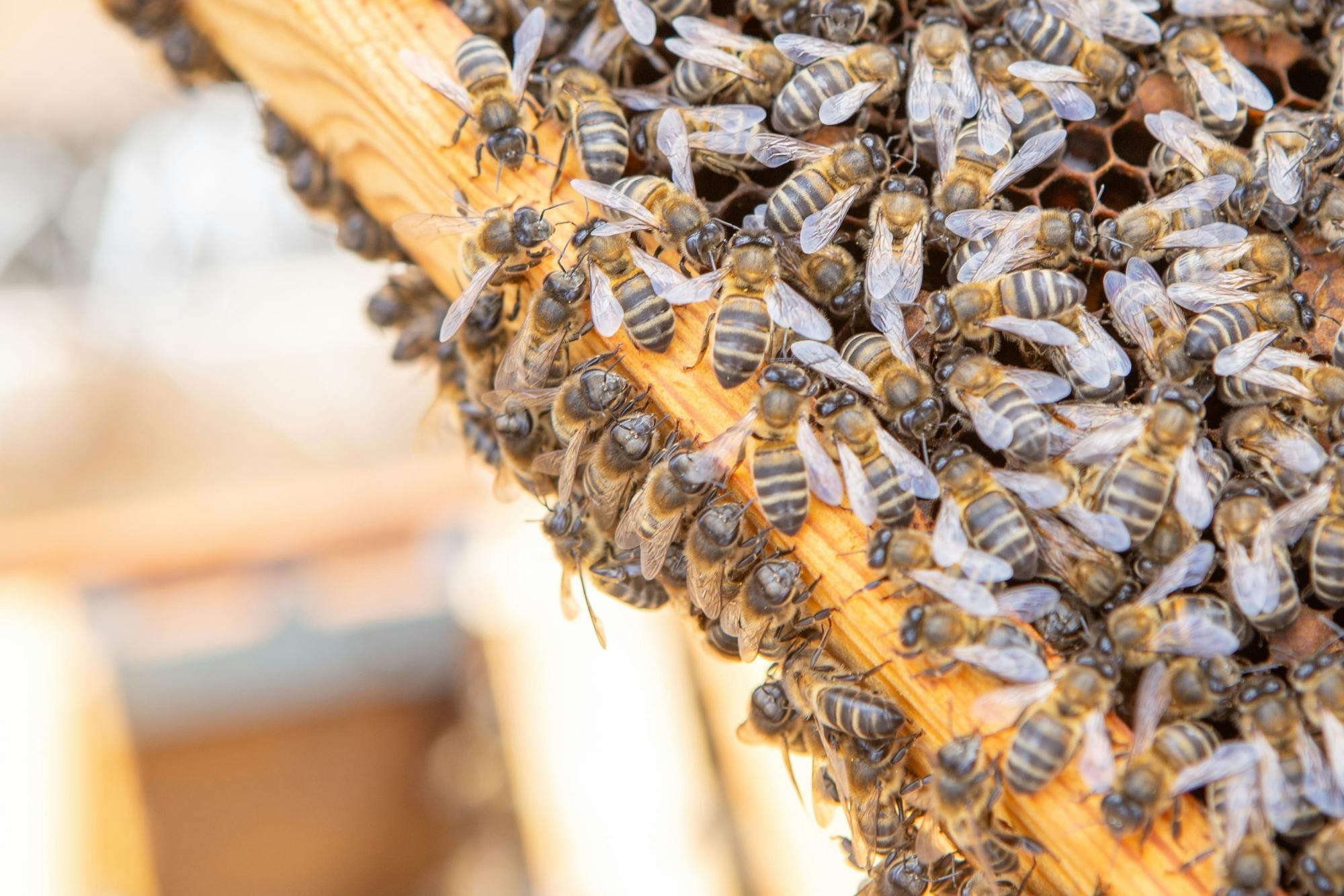 Beekeeping tour with honey tasting in Lanzarote