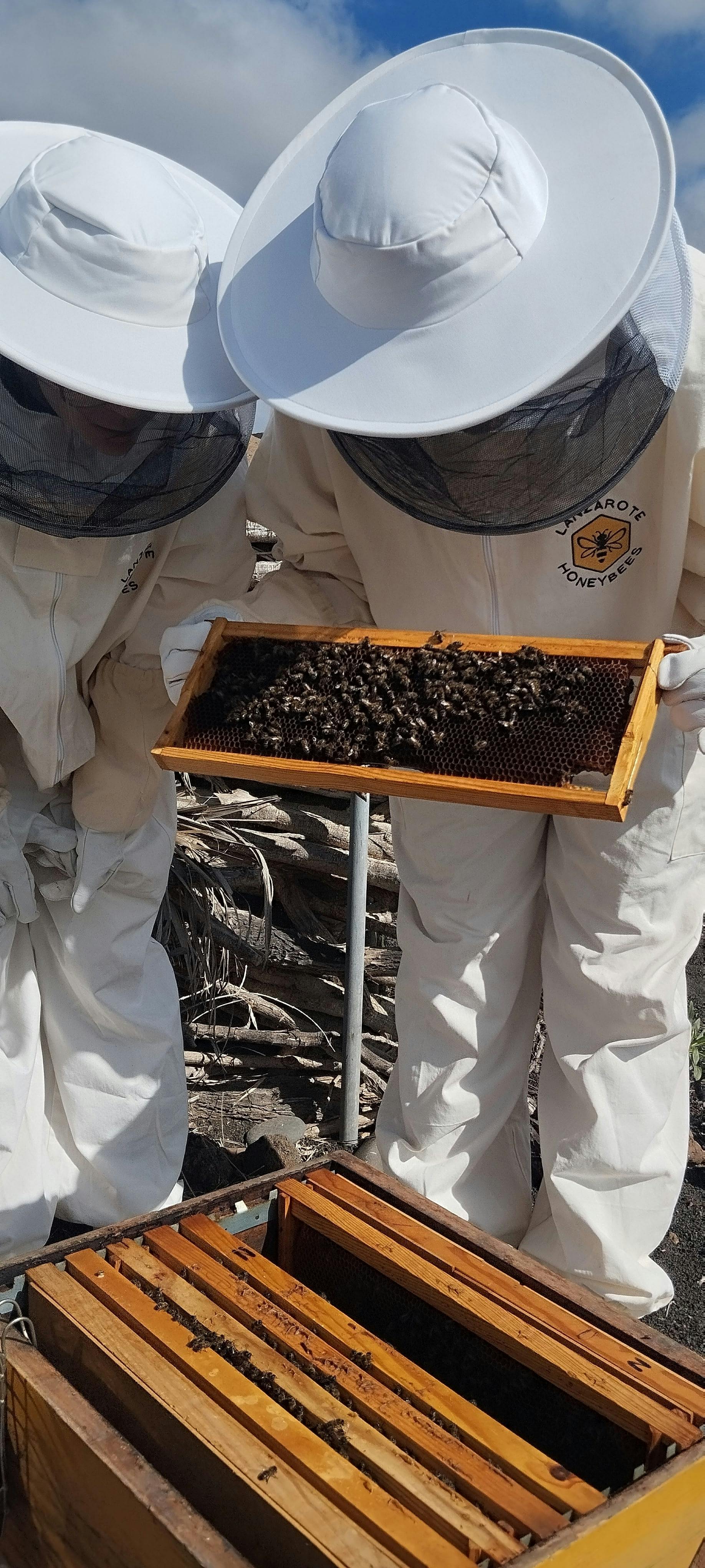 Beekeeping tour with honey tasting in Lanzarote