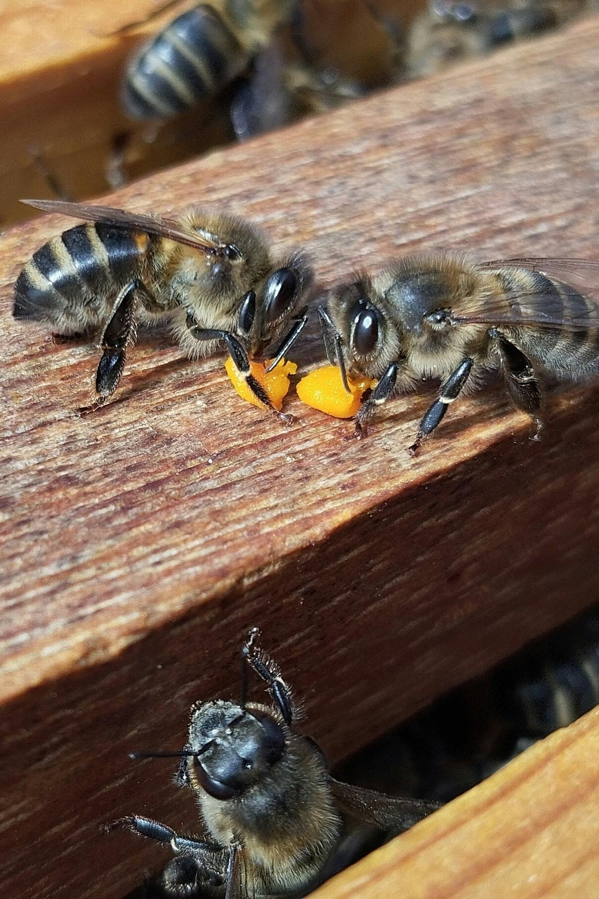Beekeeping tour with honey tasting in Lanzarote
