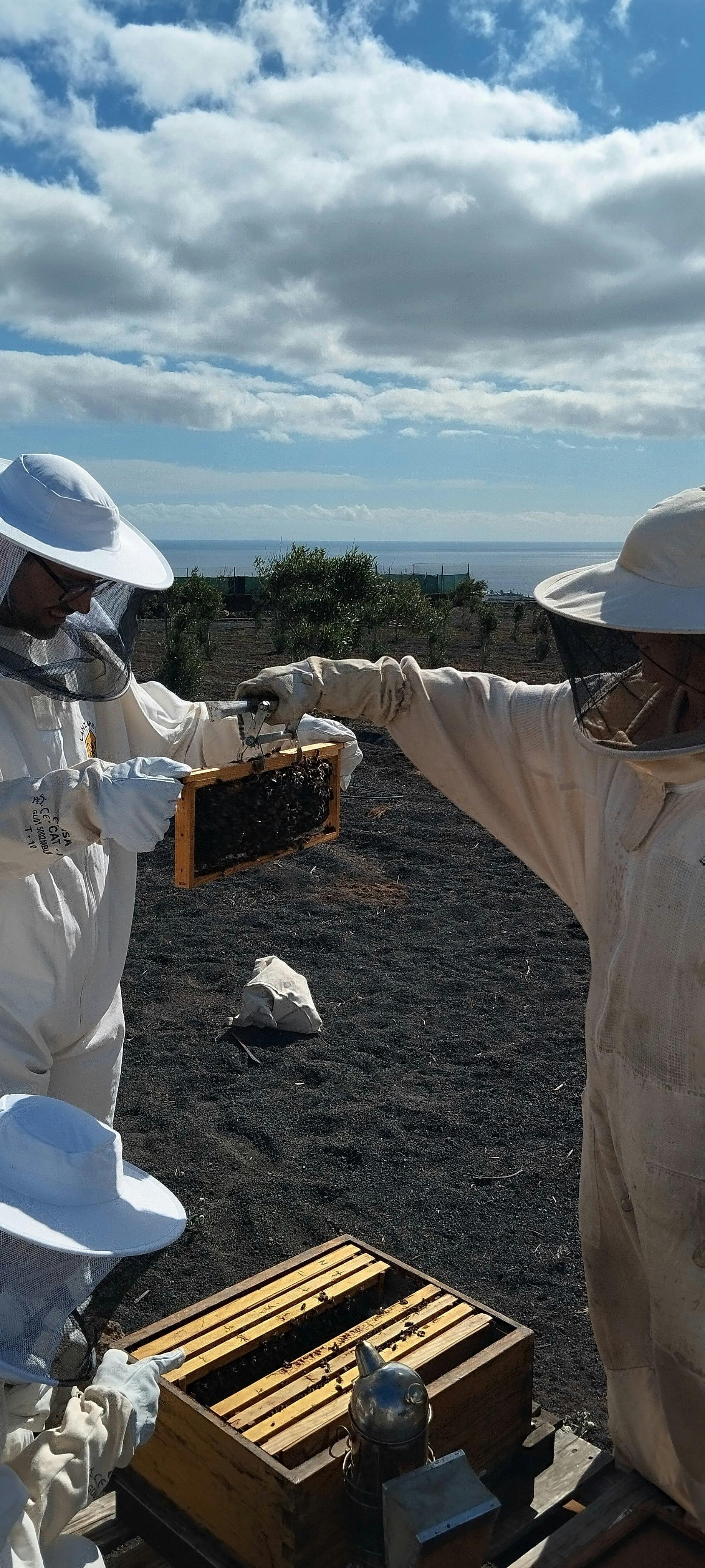Beekeeping tour with honey tasting in Lanzarote