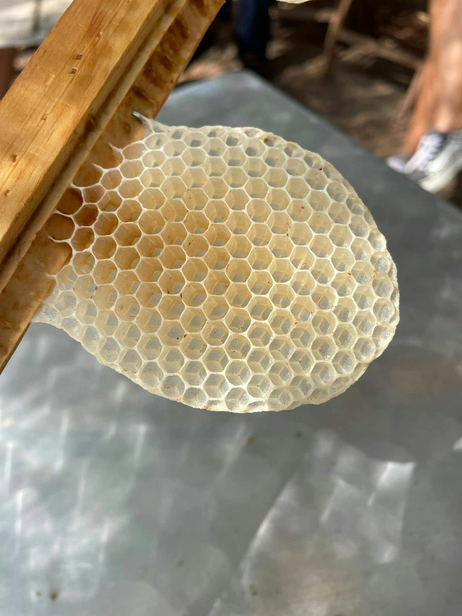 Beekeeping tour with honey tasting in Lanzarote