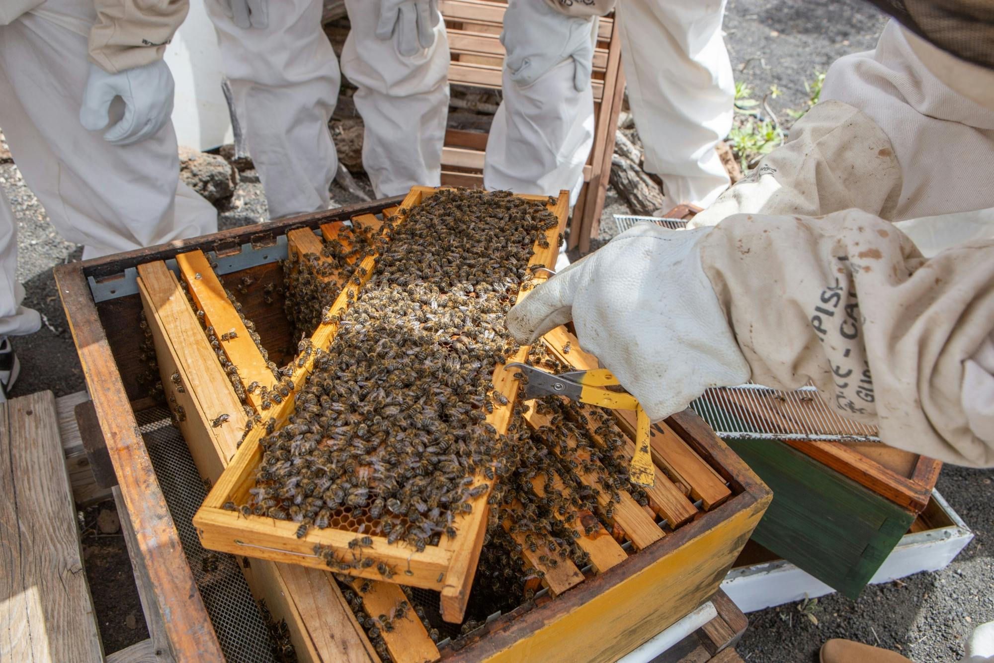 Beekeeping tour with honey tasting in Lanzarote