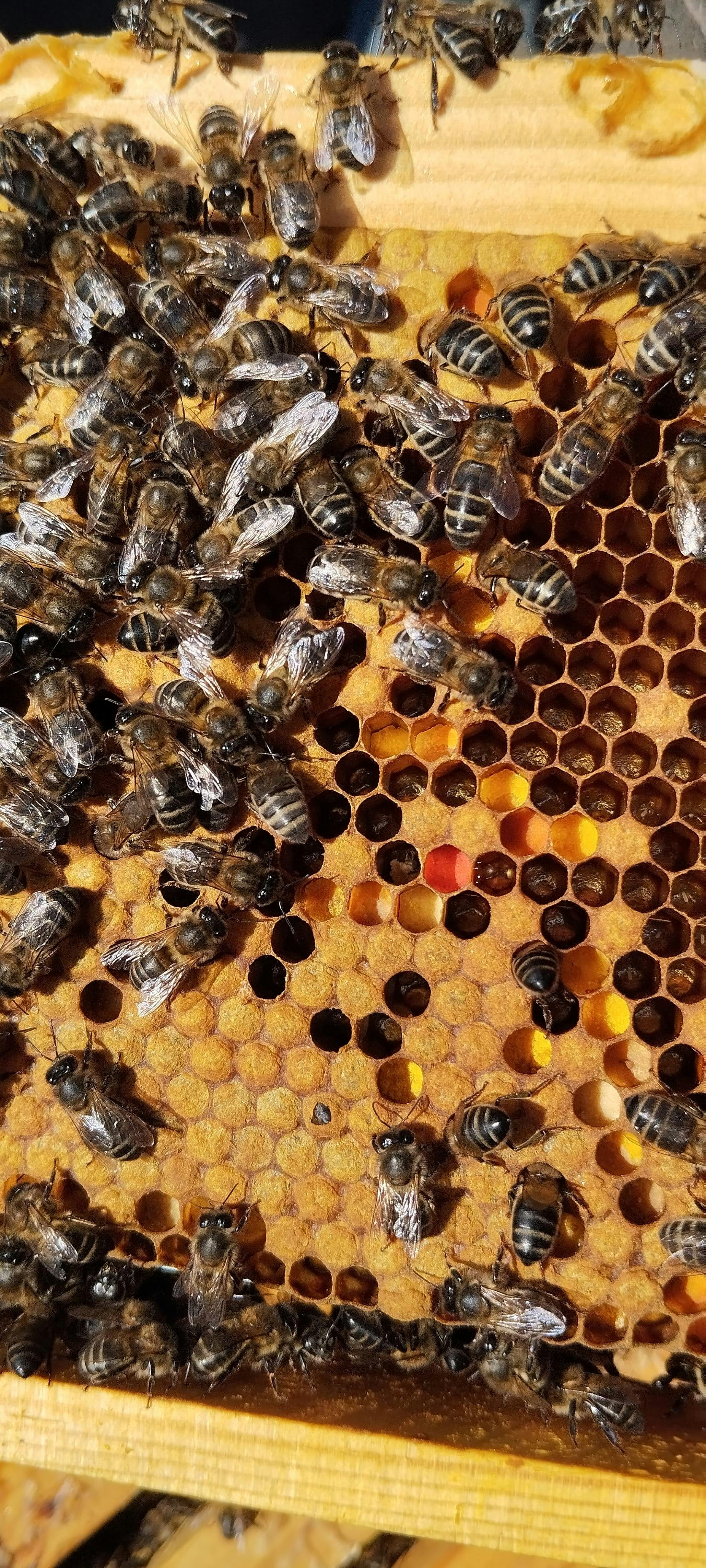 Beekeeping tour with honey tasting in Lanzarote