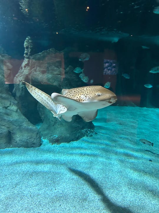 Morning tour with early access to Costa Teguise aquarium and Open Mall visit