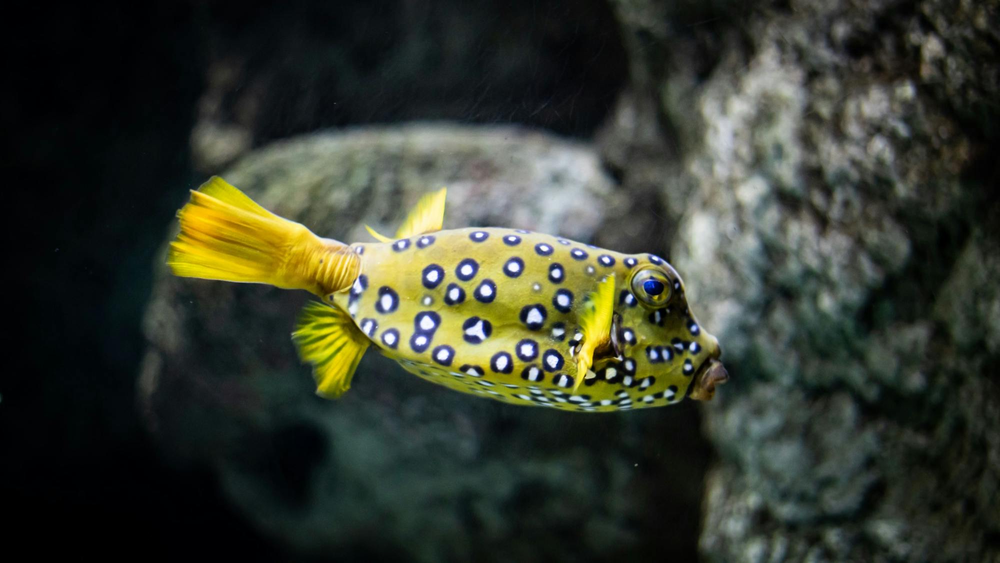 Morning tour with early access to Costa Teguise aquarium and Open Mall visit