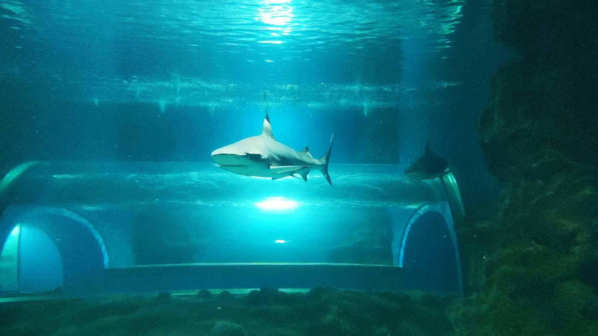 Morning tour with early access to Costa Teguise aquarium and Open Mall visit