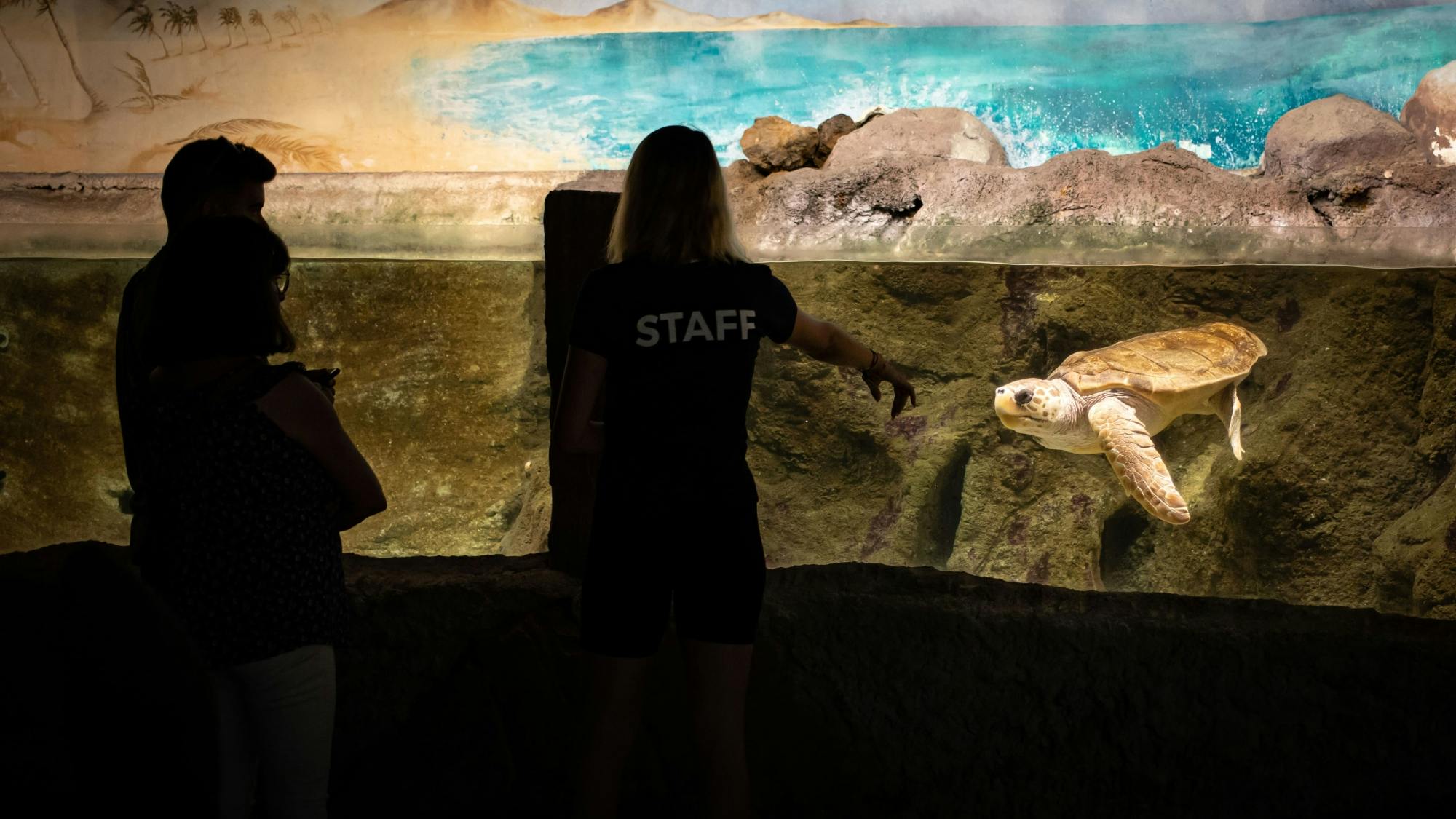 Morning tour with early access to Costa Teguise aquarium and Open Mall visit