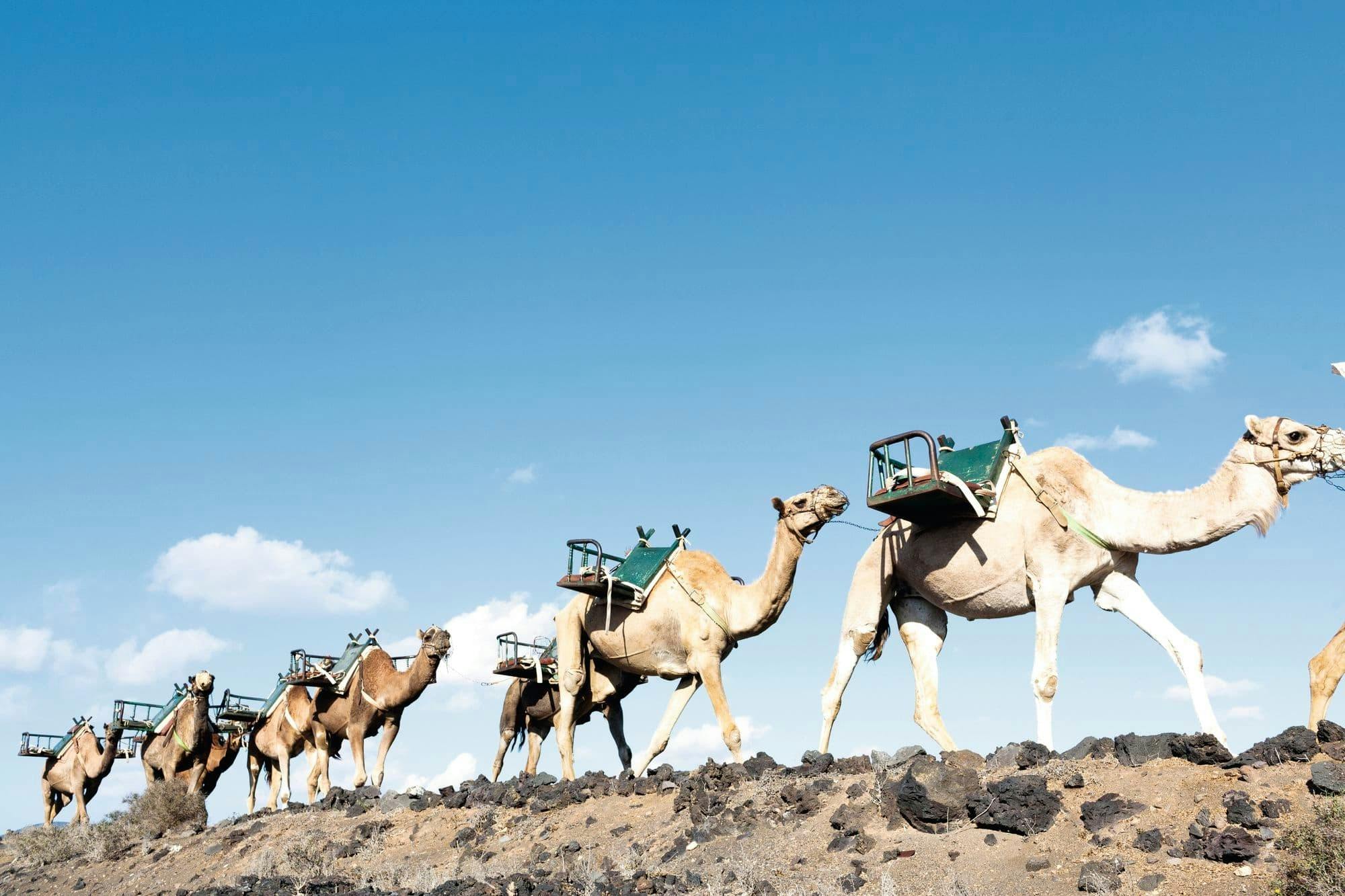 Camel Ride and Minivan Tour at Timanfaya National Park