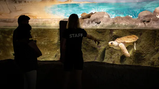 Exclusive morning guided visit to the Aquarium Costa Teguise