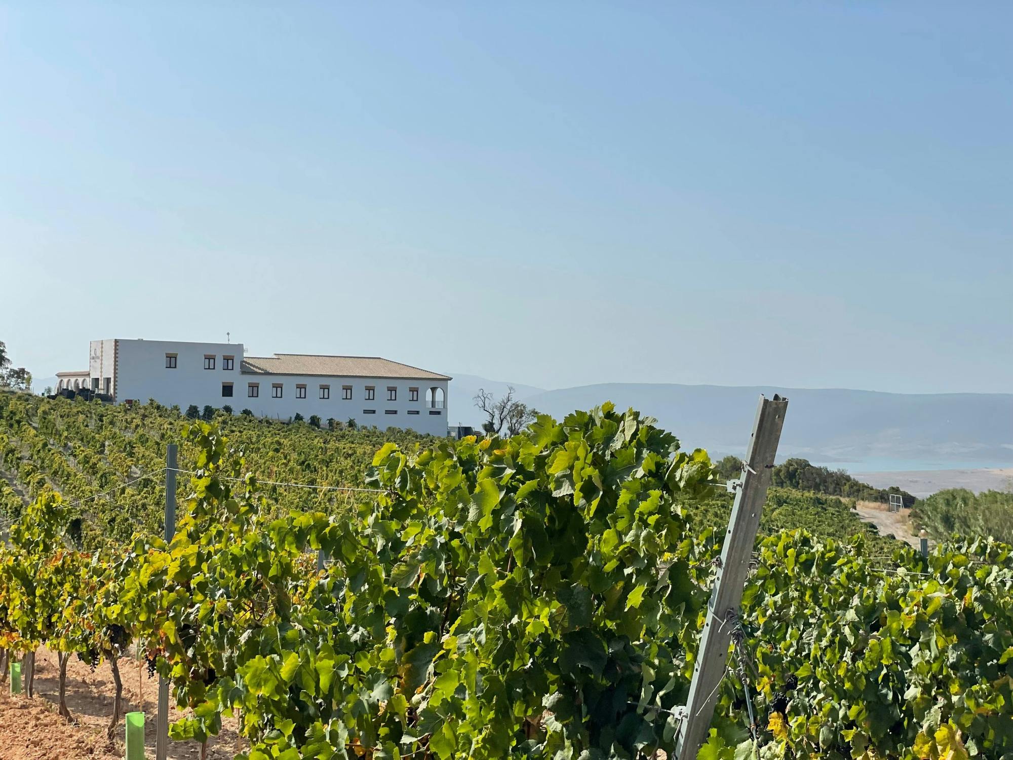 Half-day guided tour and wine tasting at Bodegas Campestral in Arcos