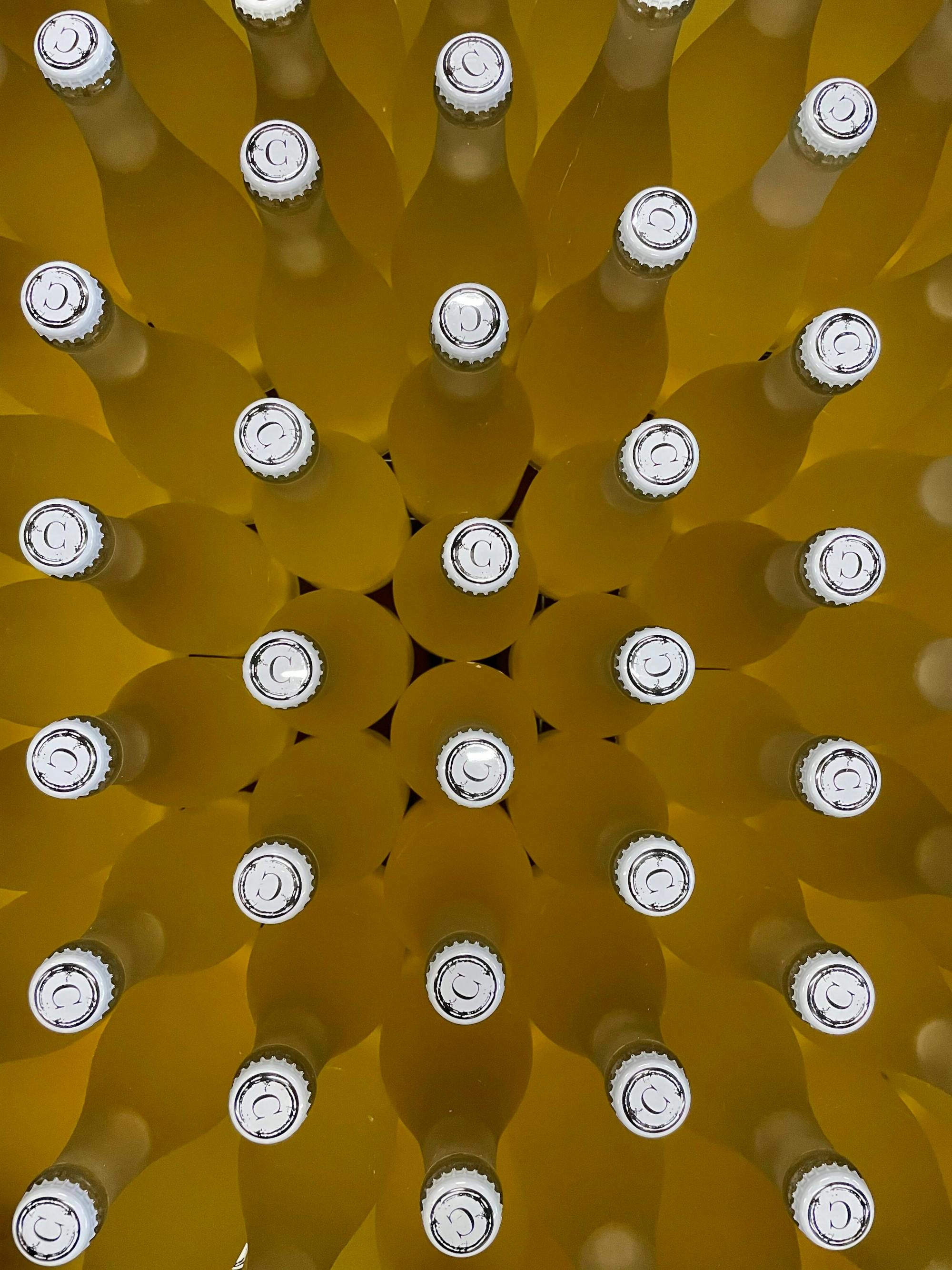 Half-day guided tour and wine tasting at Bodegas Campestral in Arcos