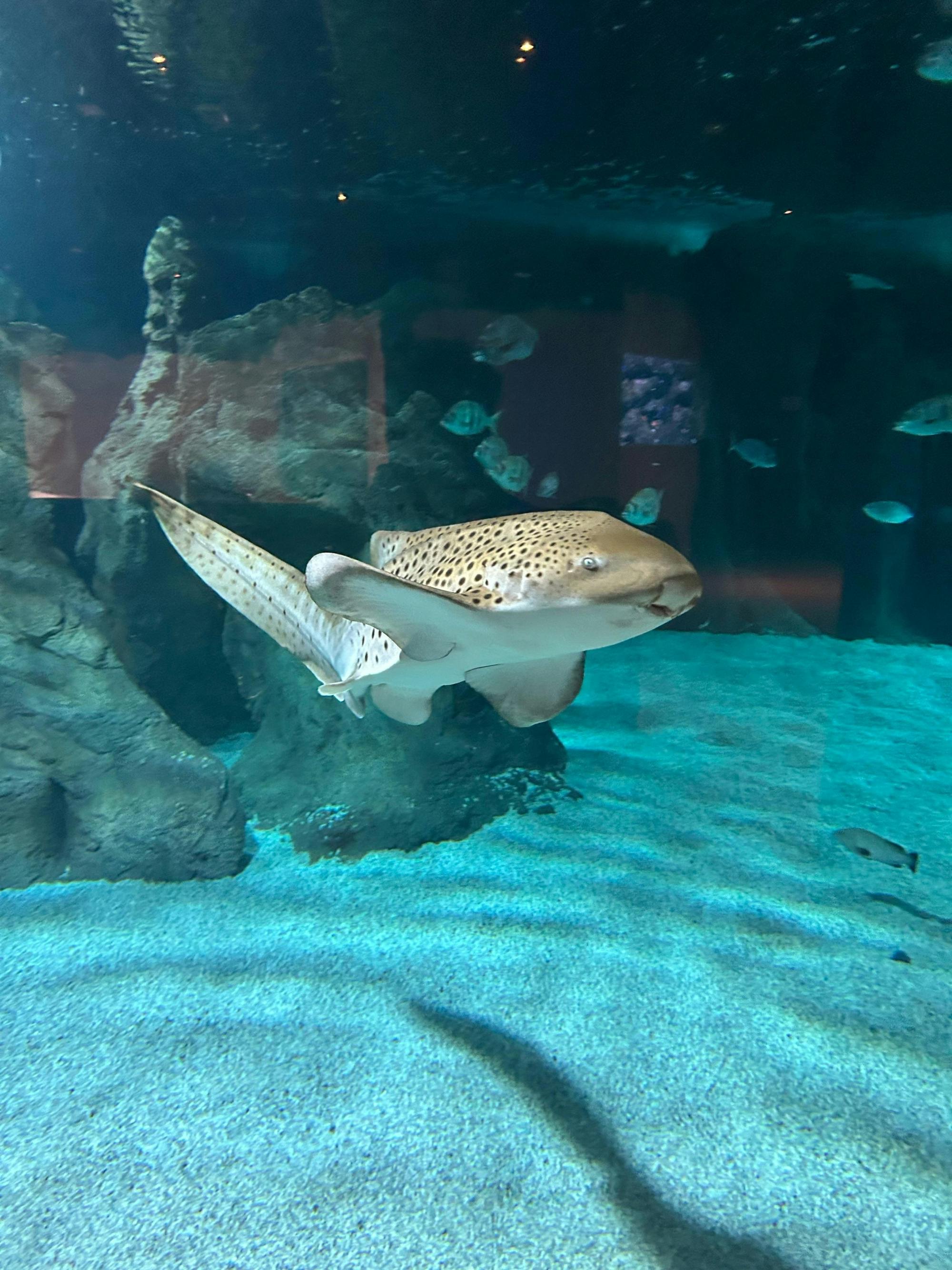 Exclusive morning guided visit to the Aquarium Costa Teguise
