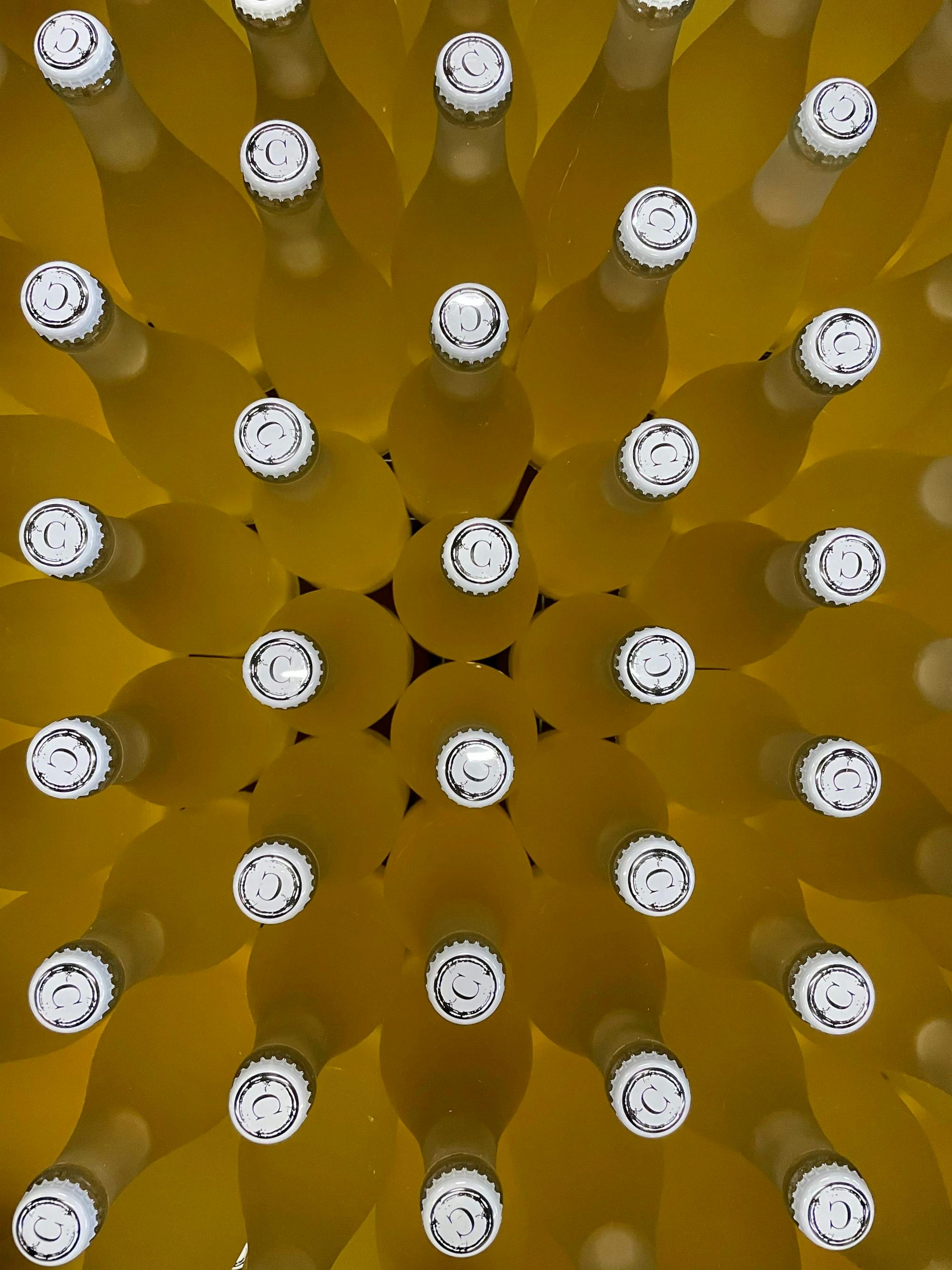 Half-day guided tour and wine tasting at Bodegas Campestral in Arcos