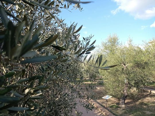 Visita guiada al Museo del Olivo de Jaén y taller de cata de aceite