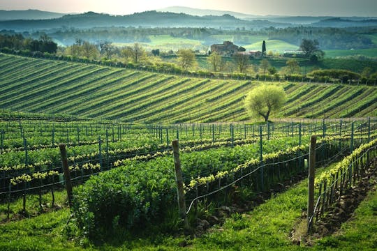 Wine tasting tour at Poggio del Moro boutique winery