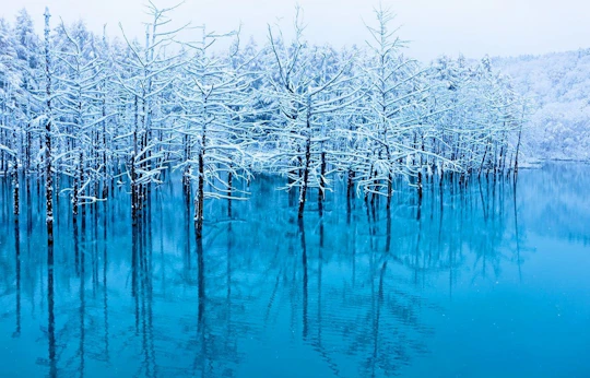 Day-tour to Hokkaido Asahiyama Zoo, Blue Pond, Ningle Terrace