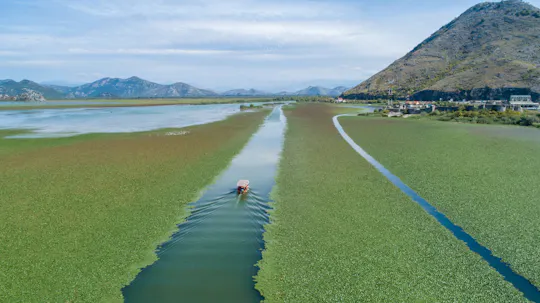 Passeio de barco pelo Lago Skadar com transporte privado a partir de Ulcinj