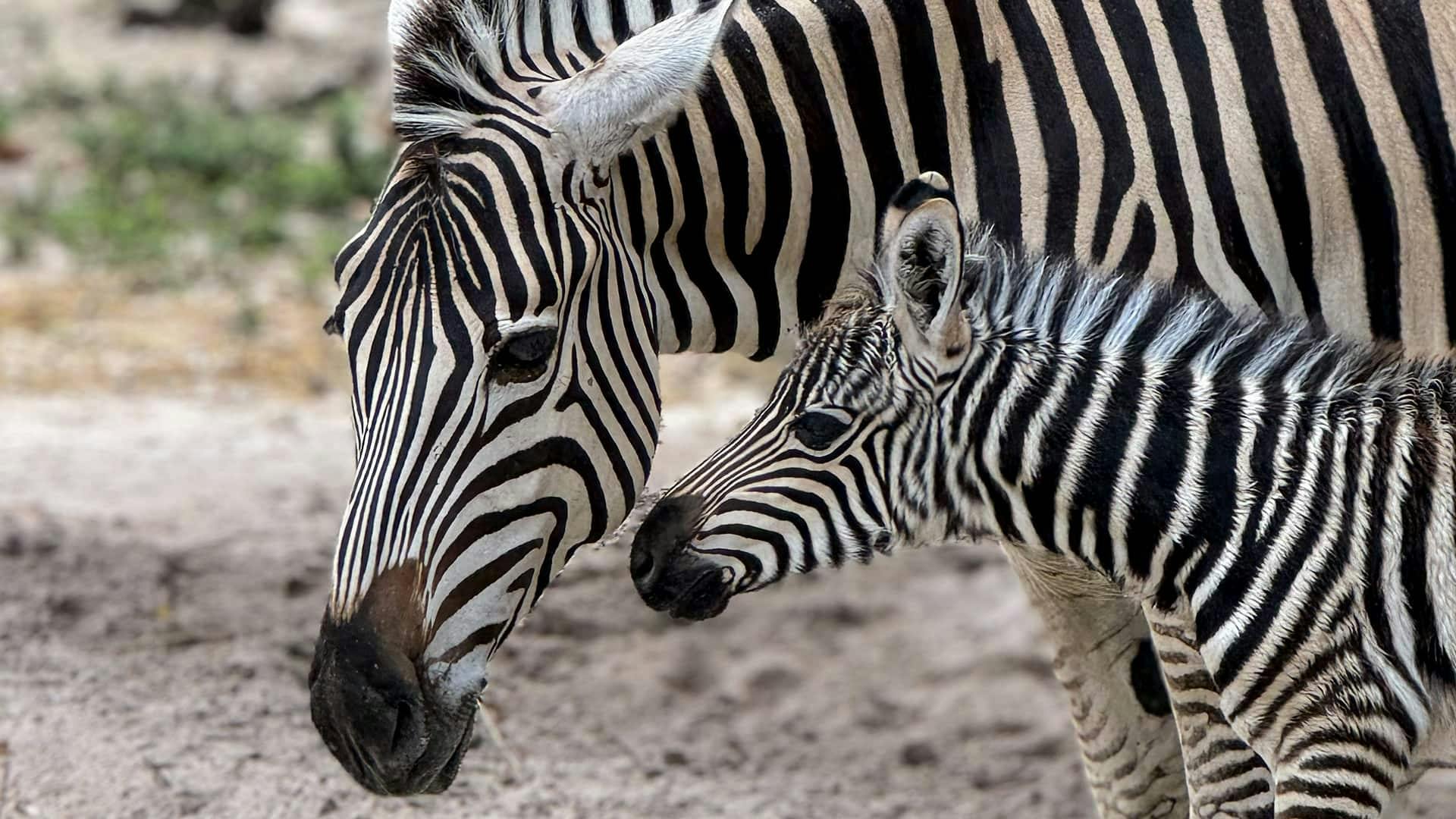 Akumal Monkey Sanctuary with ATV tour and snorkelling