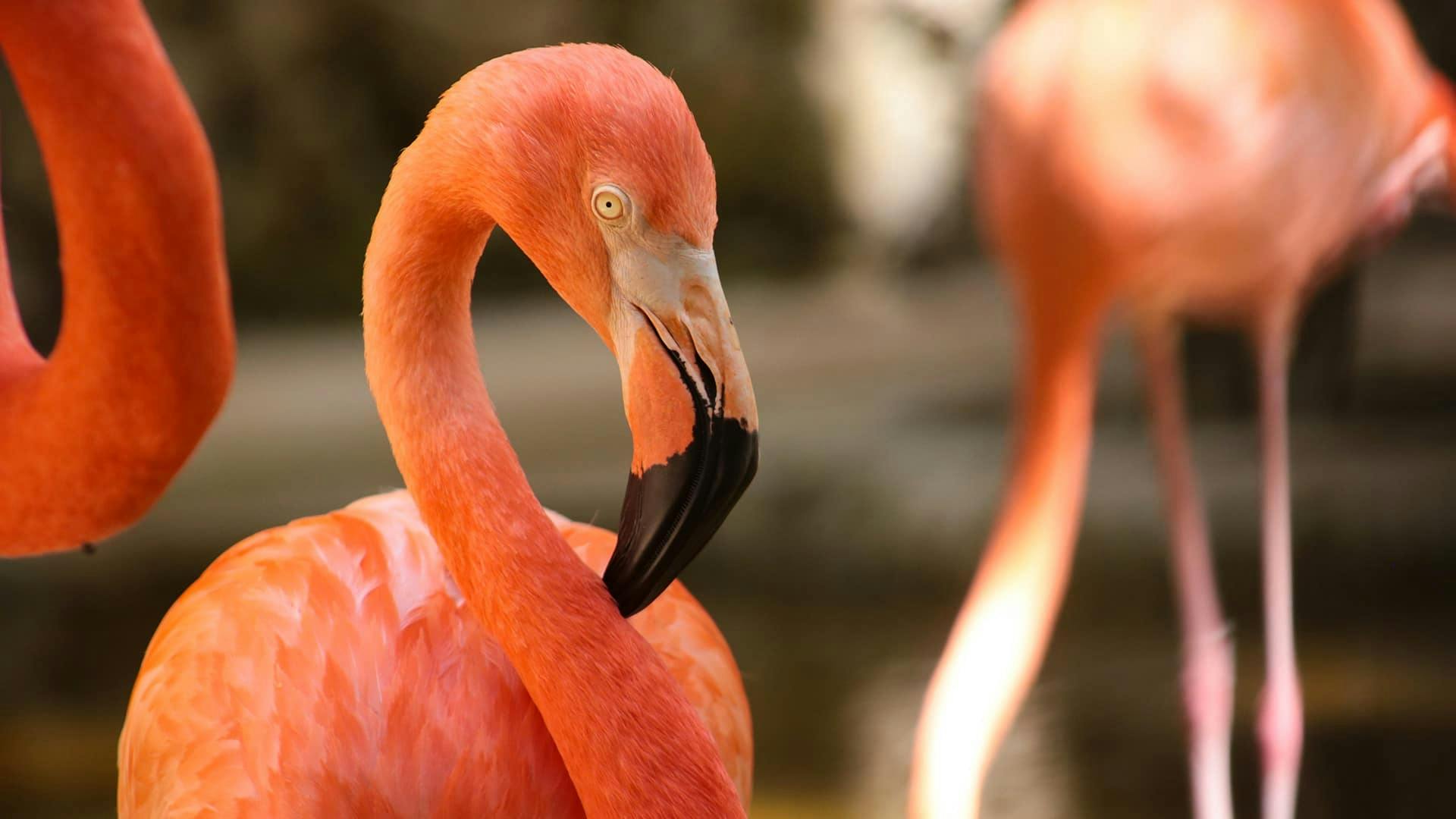 Akumal Monkey Sanctuary with ATV tour and snorkelling