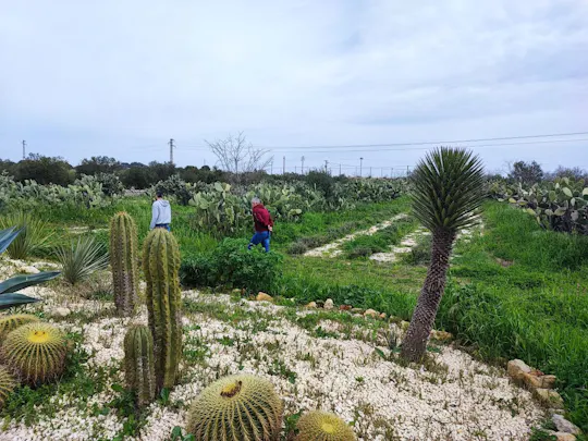 Guided sensorial trek and artisanal bitters workshop close to Noto
