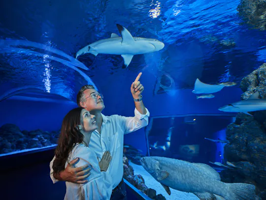 Visite guidée au crépuscule de l'aquarium de Cairns avec dîner à trois plats
