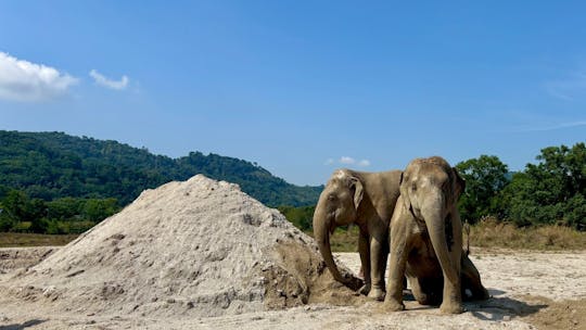 Ethical Elephant Sanctuary feeding experience