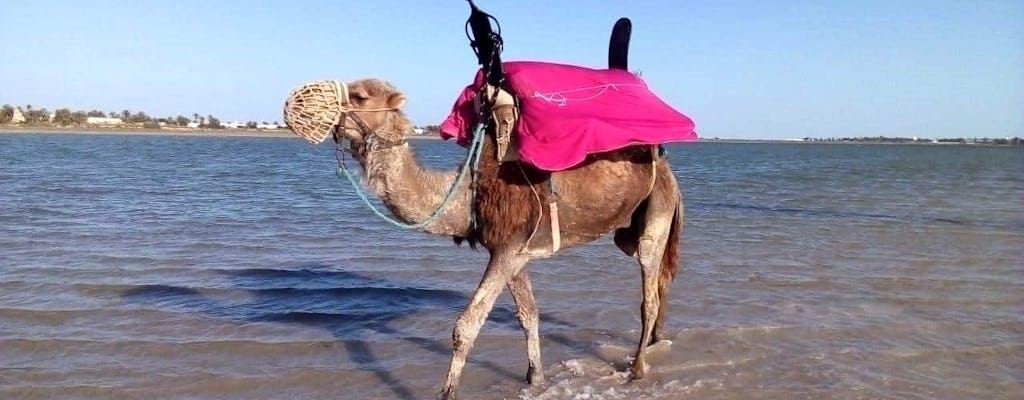 Djerba Dromedary camel tour
