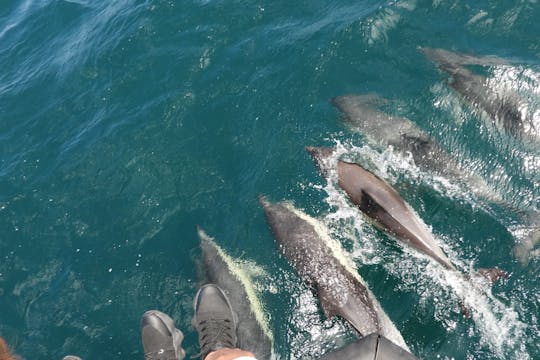Observation des dauphins à Gibraltar depuis la côte de Cadix