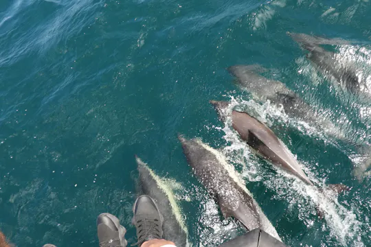 Avistamiento de delfines en Gibraltar desde Sevilla
