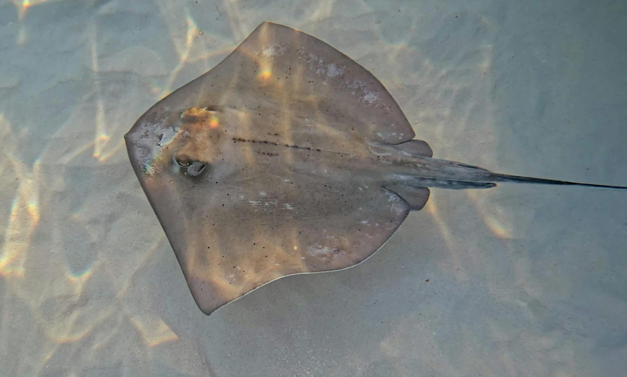 Cozumel guided snorkelling and island tour from Cancun