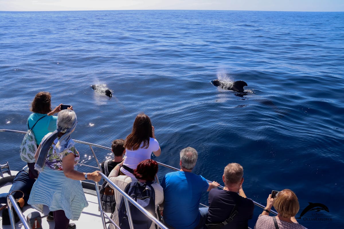 Tour Flipper con osservazione delle balene e visita del nuovo delta lavico