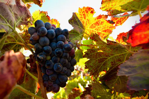 Fuerteventura private guided wine-tasting at Conatvs Winery