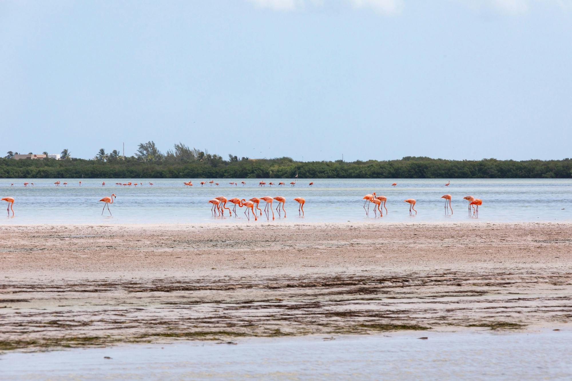 Full-day boat and golf buggy tour of Holbox Island from Chiquila