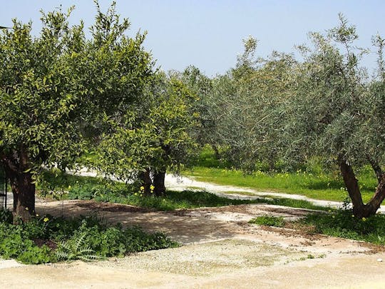 Excursión de un día a Nat Geo: Aceite de oliva andaluz, del olivar a la mesa