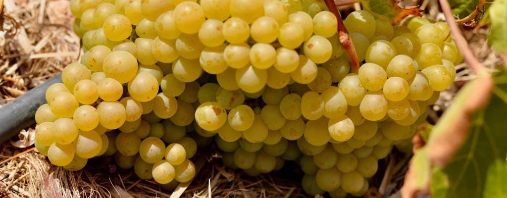 Fuerteventura private guided wine-tasting at Conatvs Winery