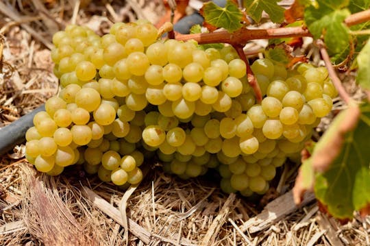 Fuerteventura private guided wine-tasting at Conatvs Winery