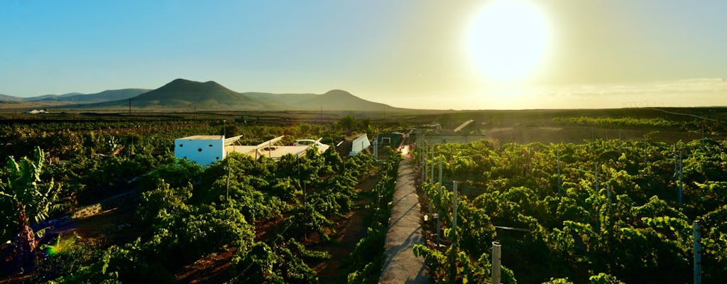 Family wine-tasting tour of Conatvs Winery in Fuerteventura