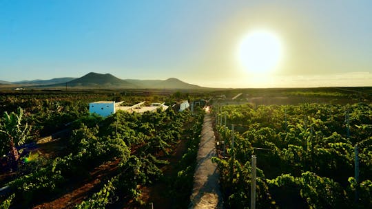 Family wine-tasting tour of Conatvs Winery in Fuerteventura