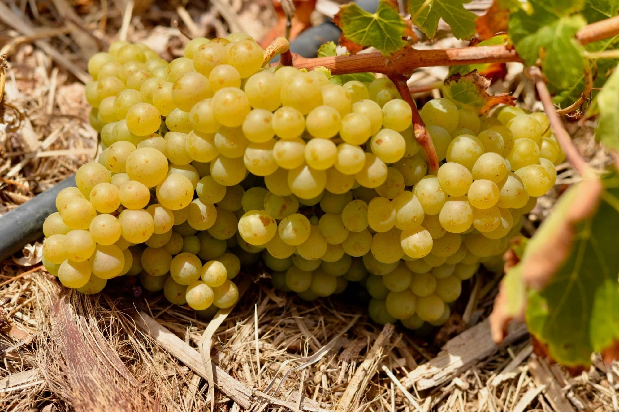 Family wine-tasting tour of Conatvs Winery in Fuerteventura