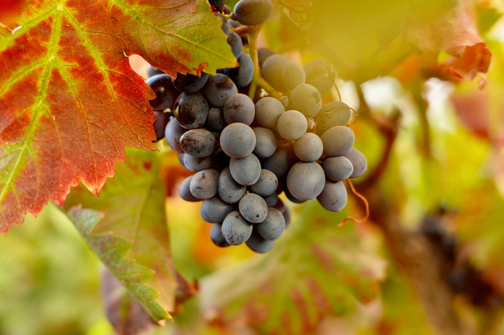 Family wine-tasting tour of Conatvs Winery in Fuerteventura