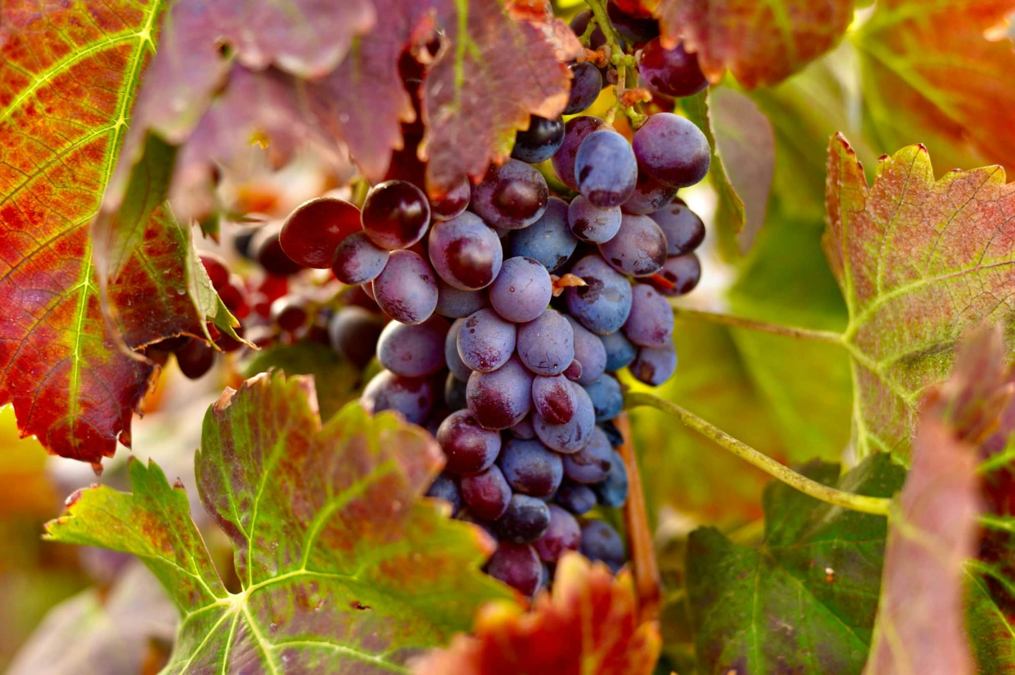 Family wine-tasting tour of Conatvs Winery in Fuerteventura