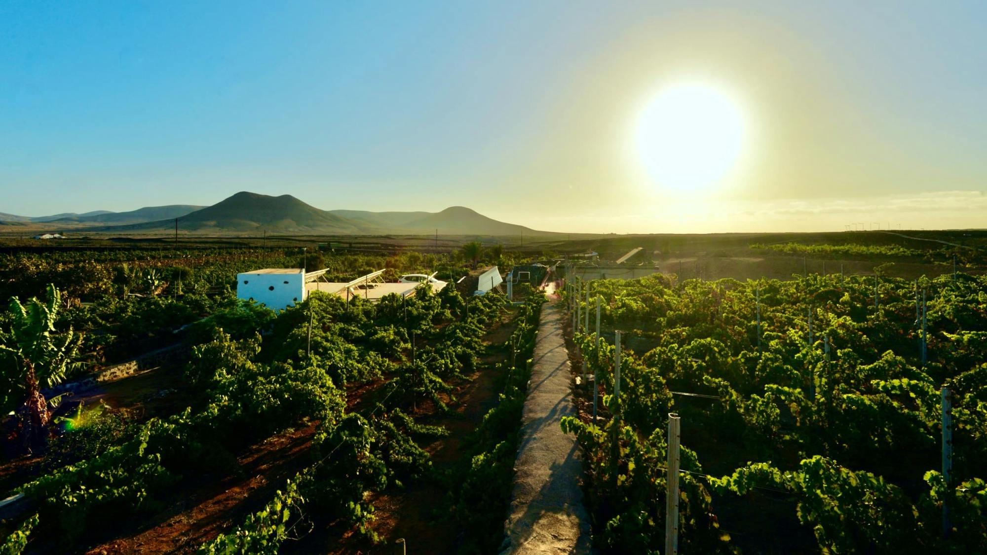 Fuerteventura private guided wine-tasting at Conatvs Winery